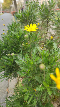 小黃花