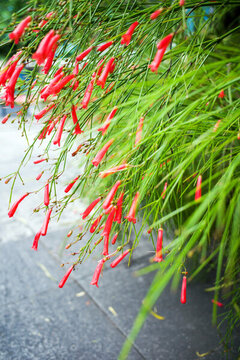 公園里的爆仗竹開花了