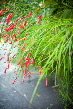 公園里的爆仗竹開花了