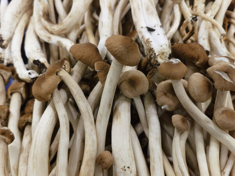 新鮮茶樹菇