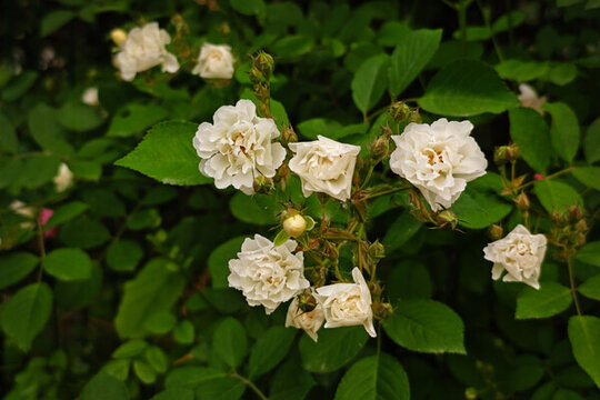 落葉灌木薔薇