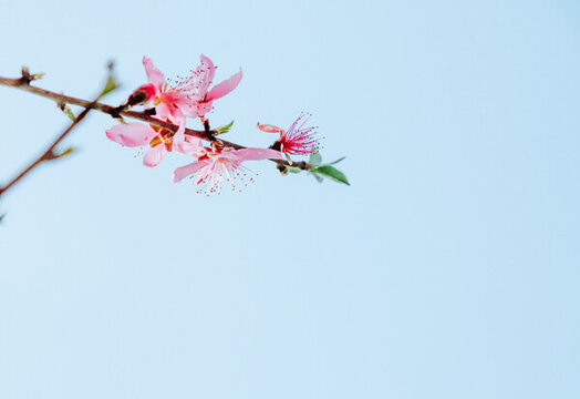 花開枝頭