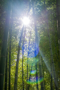 南京江寧石塘竹海景區(qū)