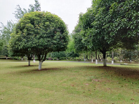 草坪與樹(shù)