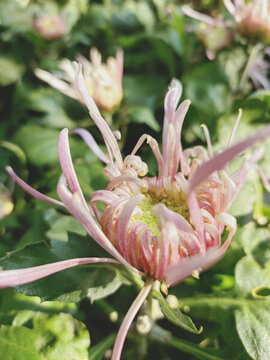 菊花菊展