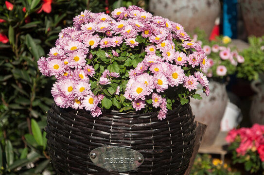 菊花粉球菊花束