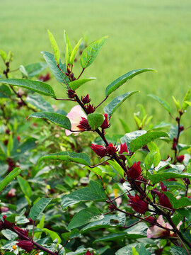 玫瑰茄