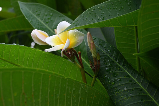 雨中雞蛋花清新綻放