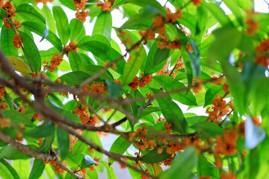 滿樹(shù)桂花