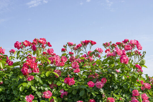 夏天盛開(kāi)的薔薇花