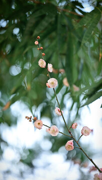 梅花