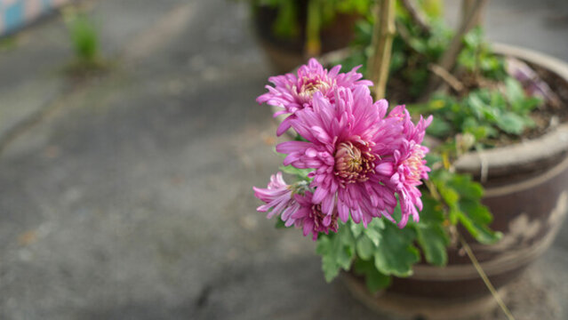 菊花