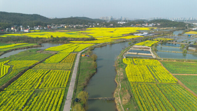 湖南長沙含浦油菜花