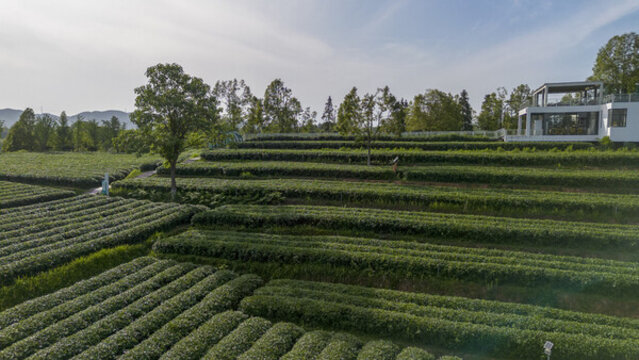 長(zhǎng)沙三棵樹(shù)茶園