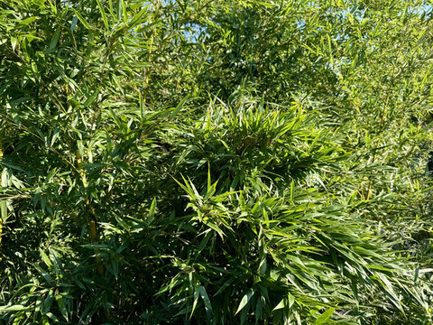 綠色植物新鮮竹子葉子