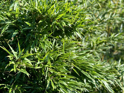 綠色植物新鮮竹子葉子