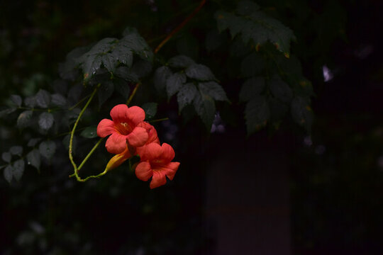 凌霄花