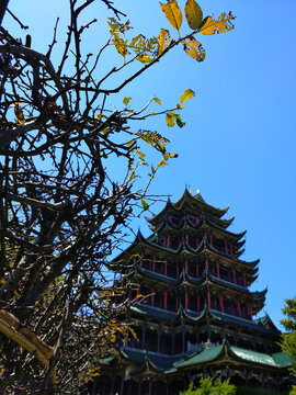 枝枯依舊擁鴻恩
