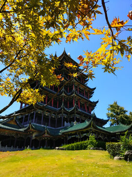 鴻恩閣前的金色紅葉