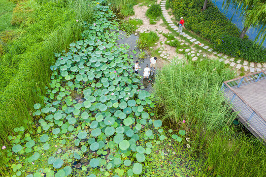 航拍鄭州北龍湖濕地碧綠荷塘荷葉