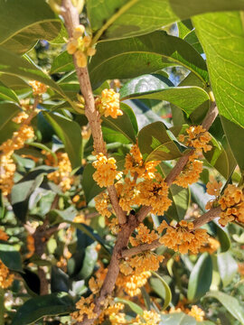 桂花樹(shù)