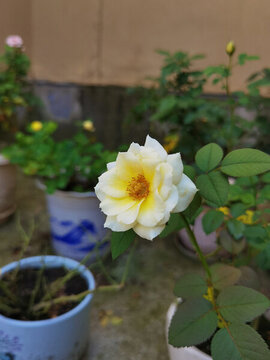 月季花
