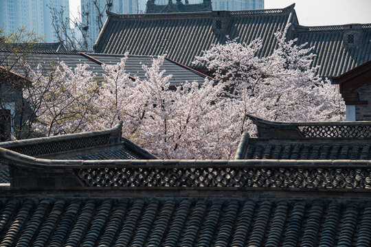 滿園春色藏不住的即墨古城院落
