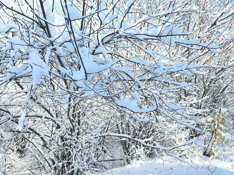 山林秋雪