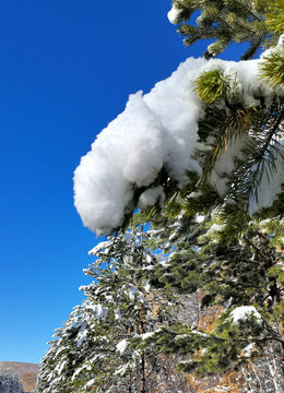 山林秋雪