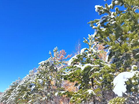 山林秋雪