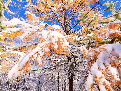 山林秋雪