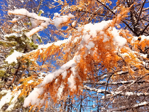 山林秋雪