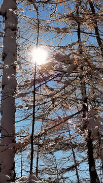 山林秋雪