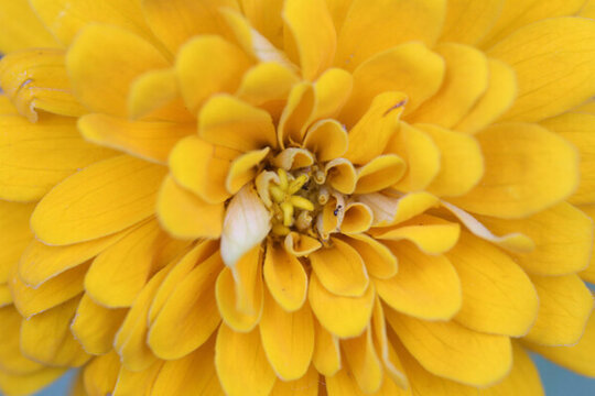 百日菊