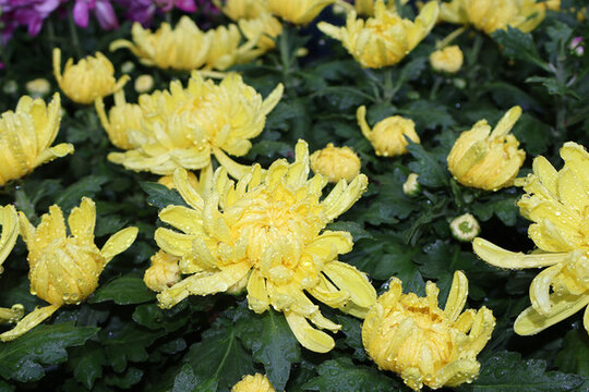 菊花
