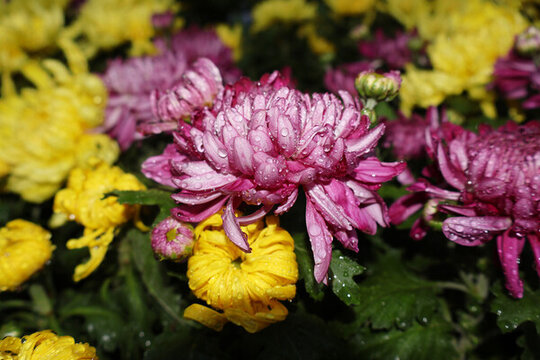 菊花