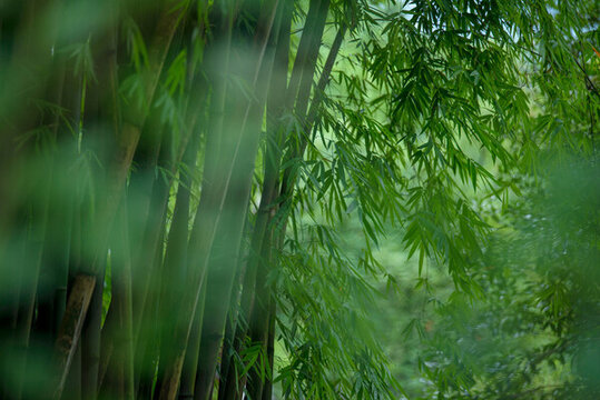 綠色竹林里的竹葉