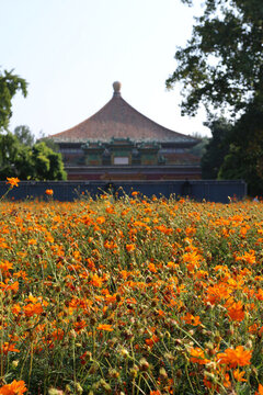 北海公園硫華菊