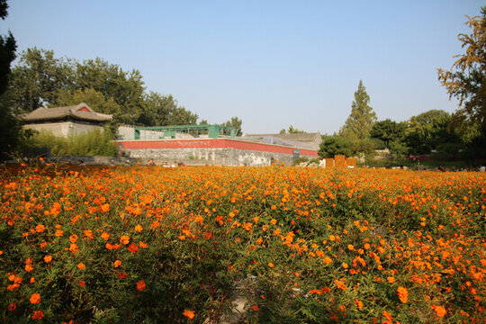 北海公園硫華菊