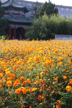 北海公園硫華菊