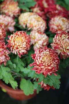 紅色菊花