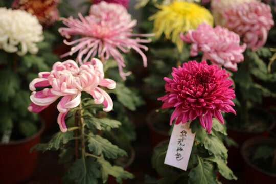 菊花