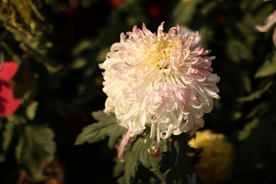 菊花