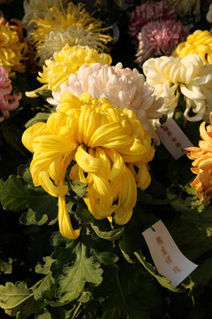 菊花