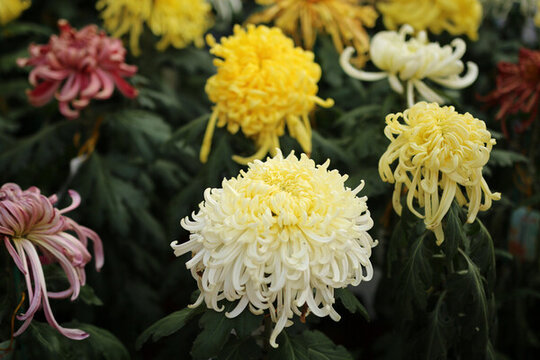 菊花
