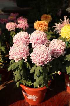 菊花