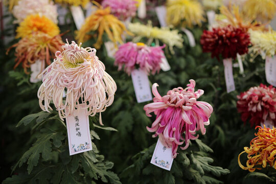 菊花