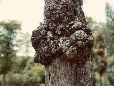 公園一棵樹
