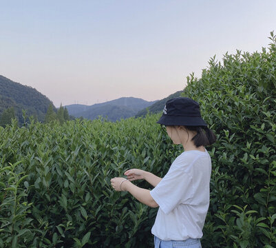 采茶
