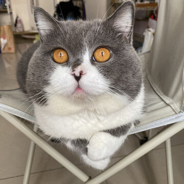 大頭小貓